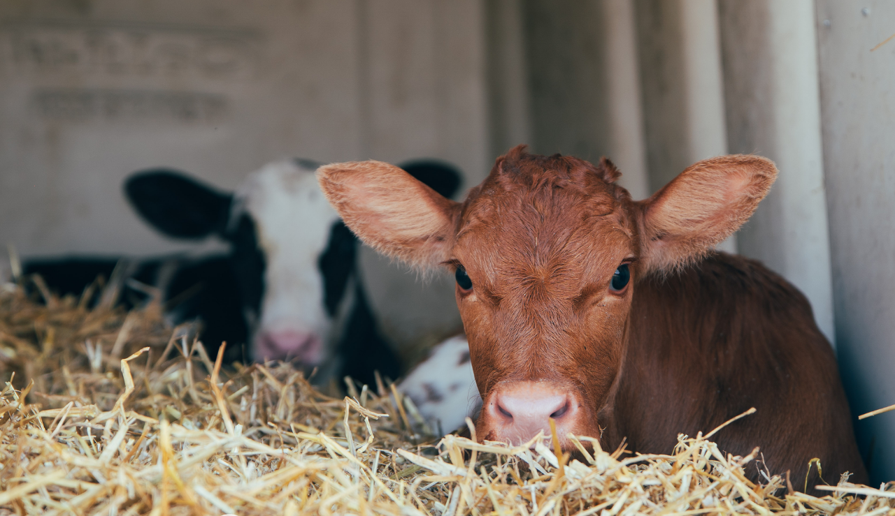 Half Hero Spot Kalve