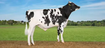 VH Skovfix I Naturomgivelser