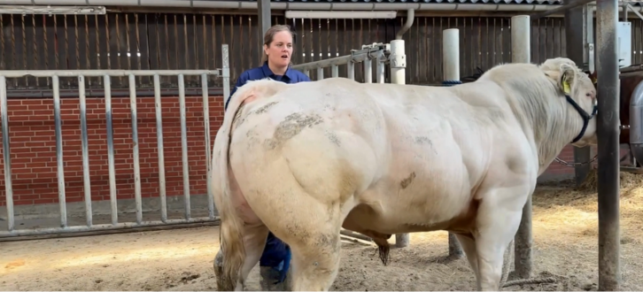 VB Thybo Og Avlsrådgiver Kristina