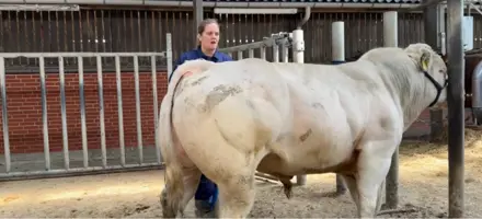 VB Thybo Og Avlsrådgiver Kristina