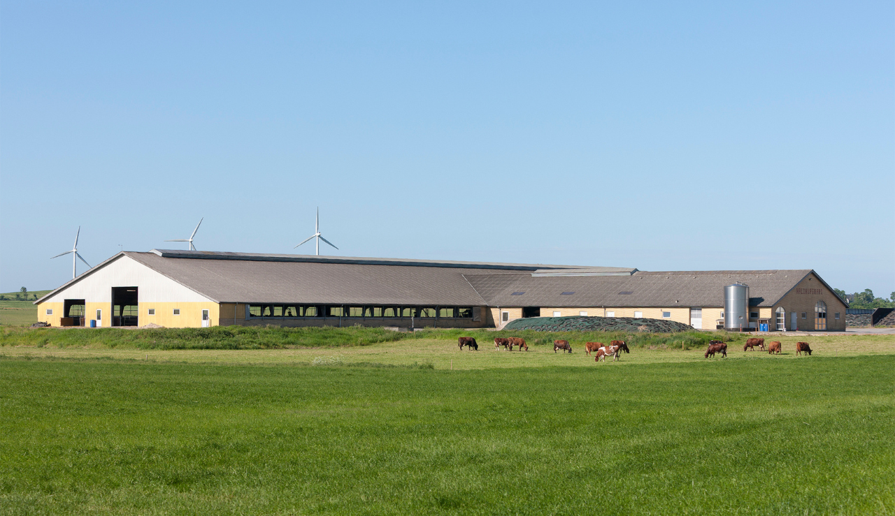 Gul løsdriftsstald med køer på græs