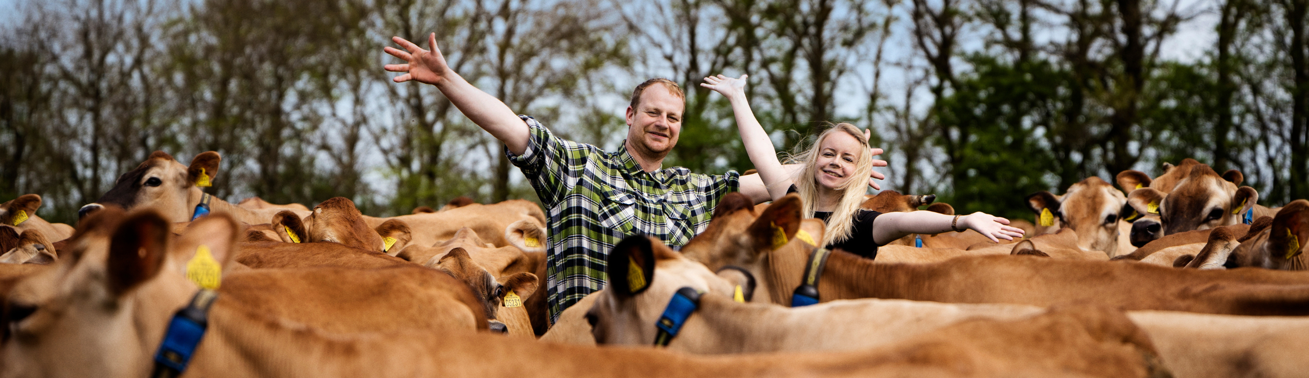 Kristina Og Thomas Søgaard Blandt Deres Jeres Køer