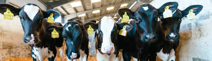 Kalve til Holstein arrangement