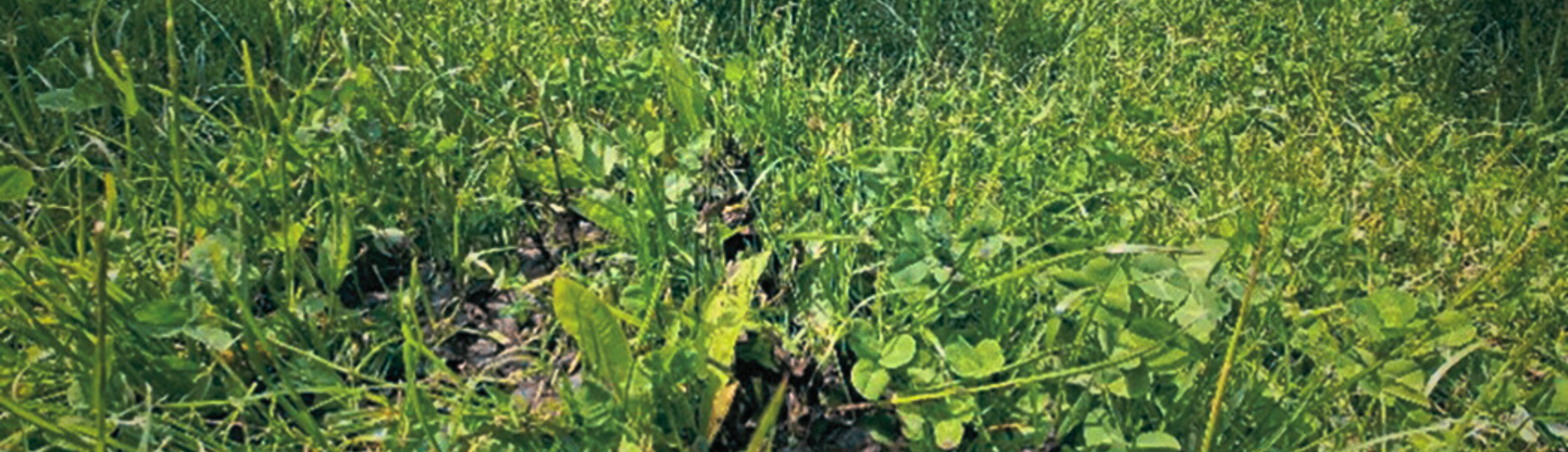 Entry En Rigtig Møghistorie