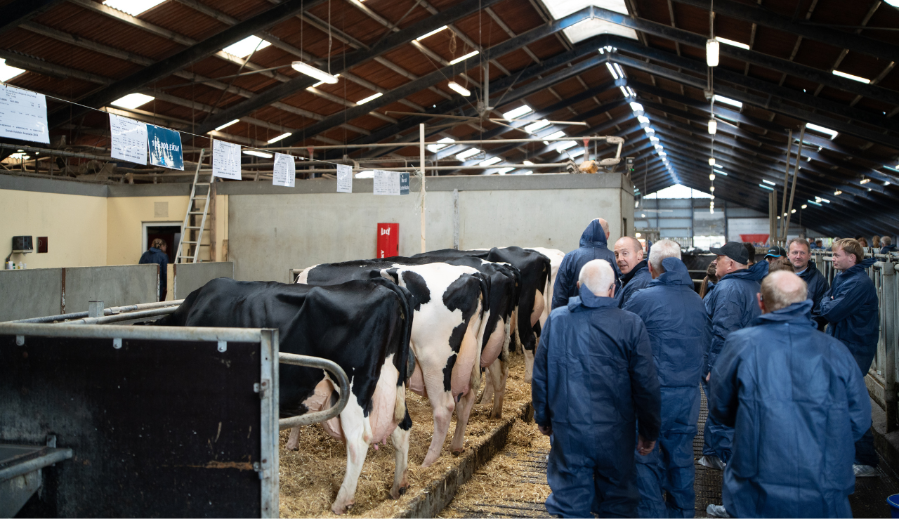 Deltagere På Rundvisning I Stalden