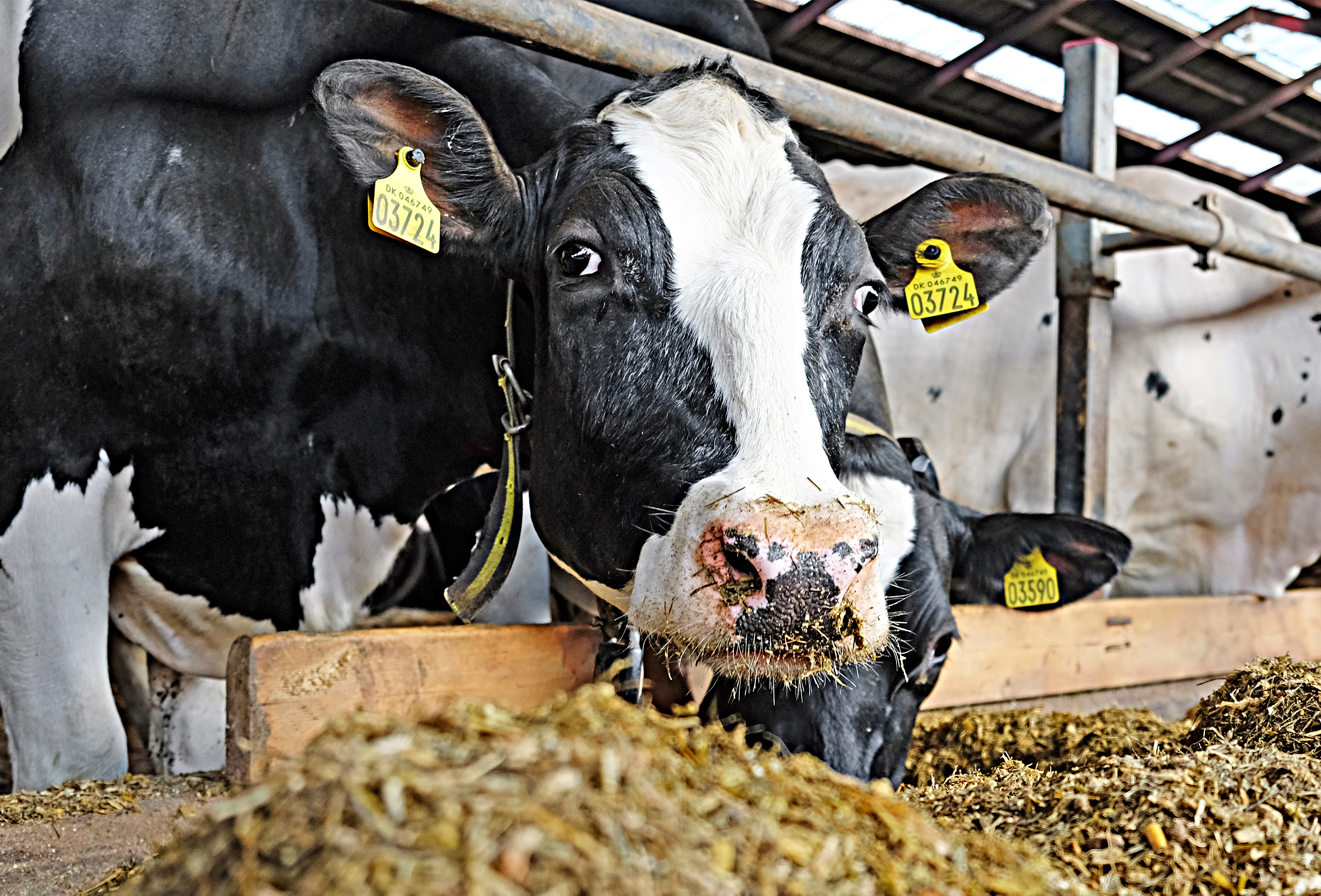 DSCF5782 Vn Srgb Web