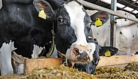 DSCF5782 Vn Srgb Web