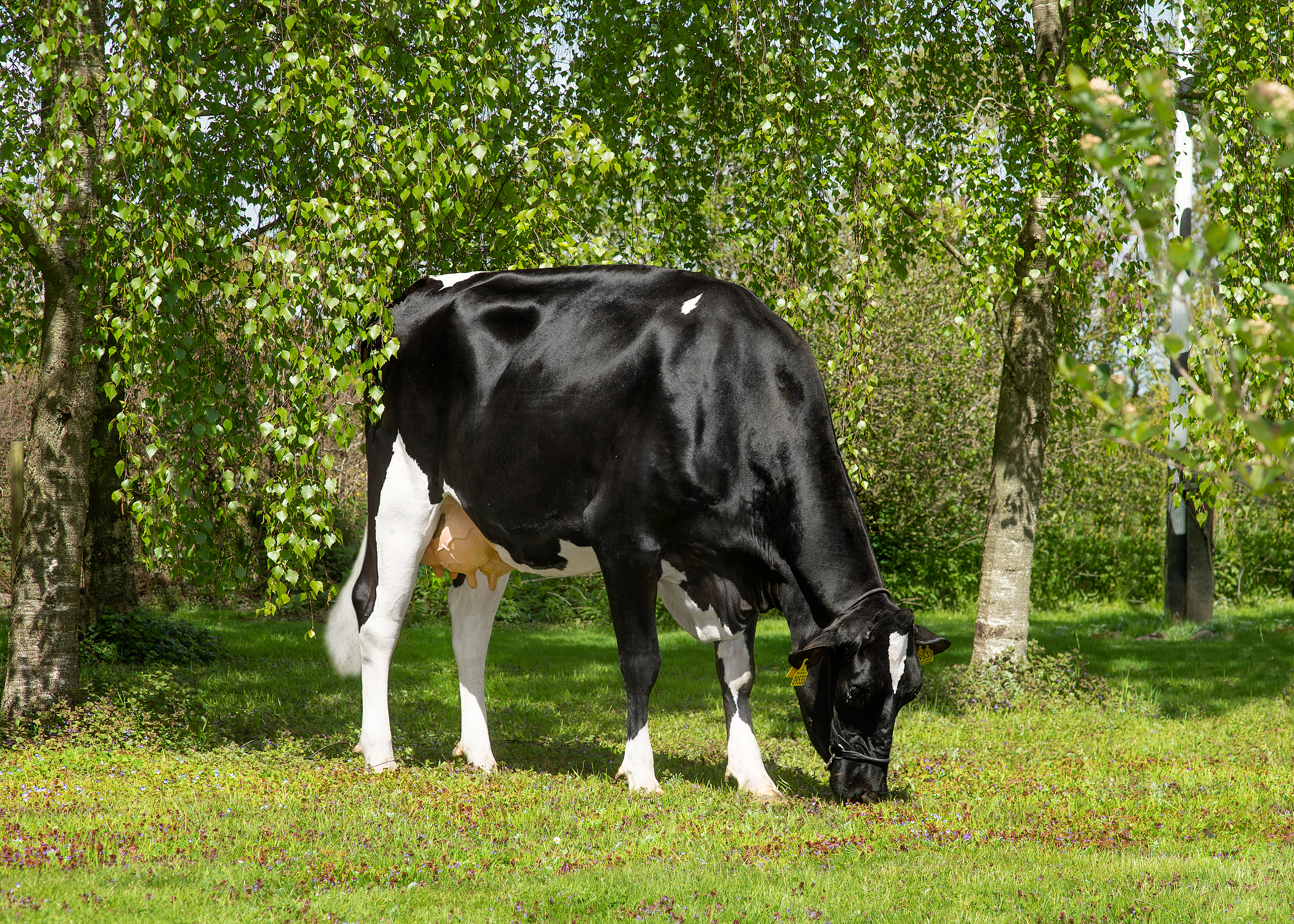 Lars Bonde VH Alberta Daughter No 49971 9535 From Antoon Van Ittersum Skærbæk