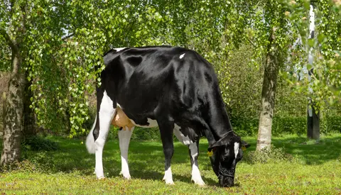 Lars Bonde VH Alberta Daughter No 49971 9535 From Antoon Van Ittersum Skærbæk