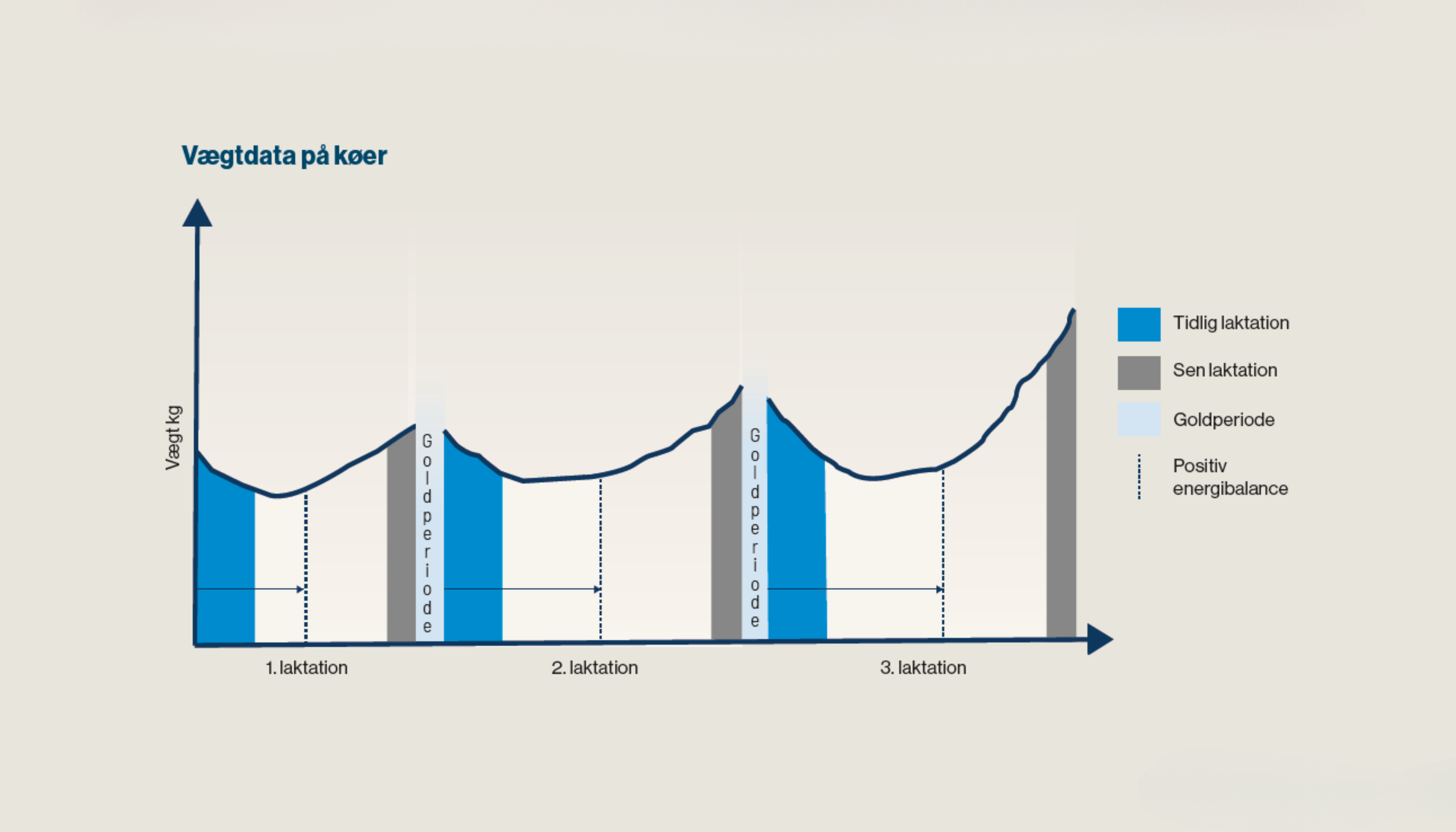 Graf Over Vægtdata På Køer Over Laktationer