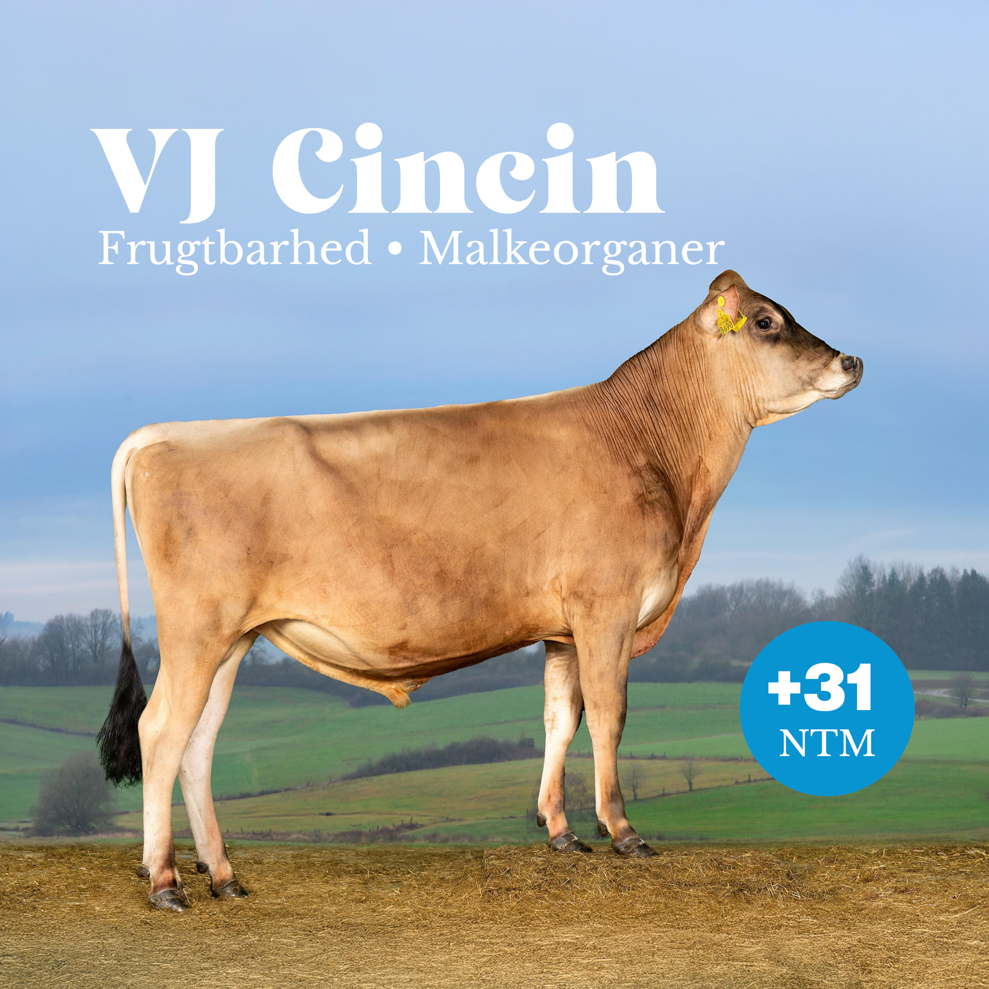VJ Cincin +31 NTM