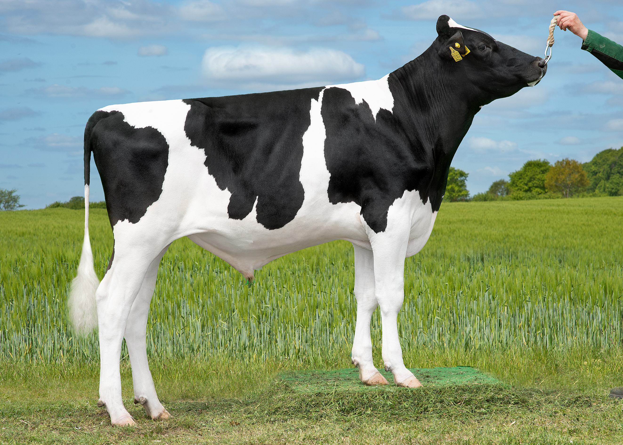 VH Sinder 260965 Renset