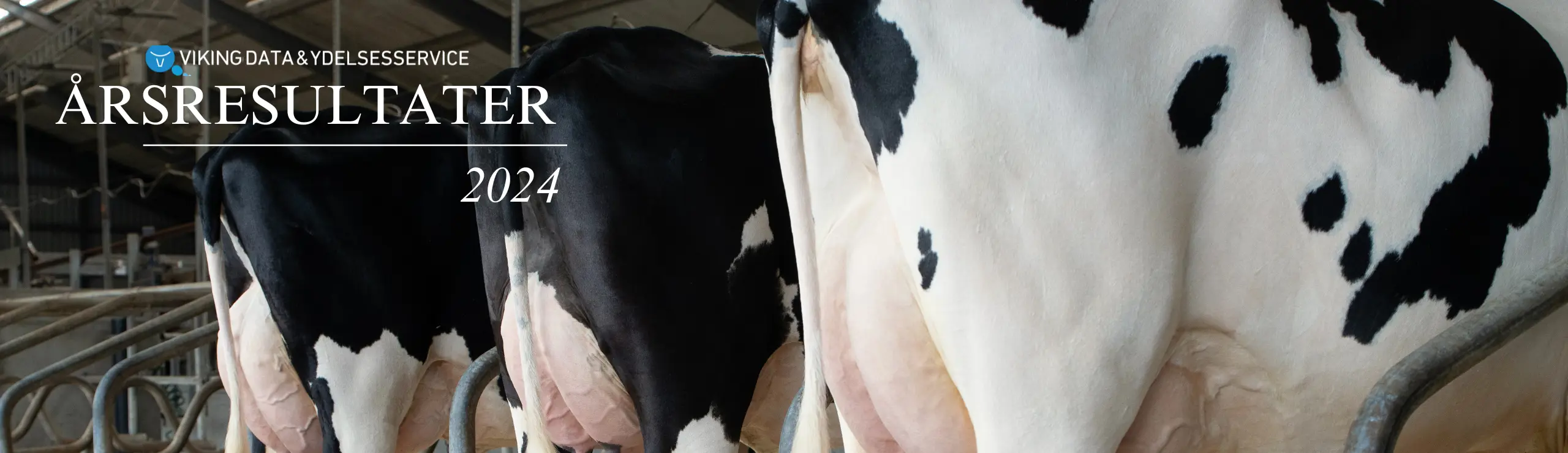 Holstein Køer Med Teksten Årsresultater 2024