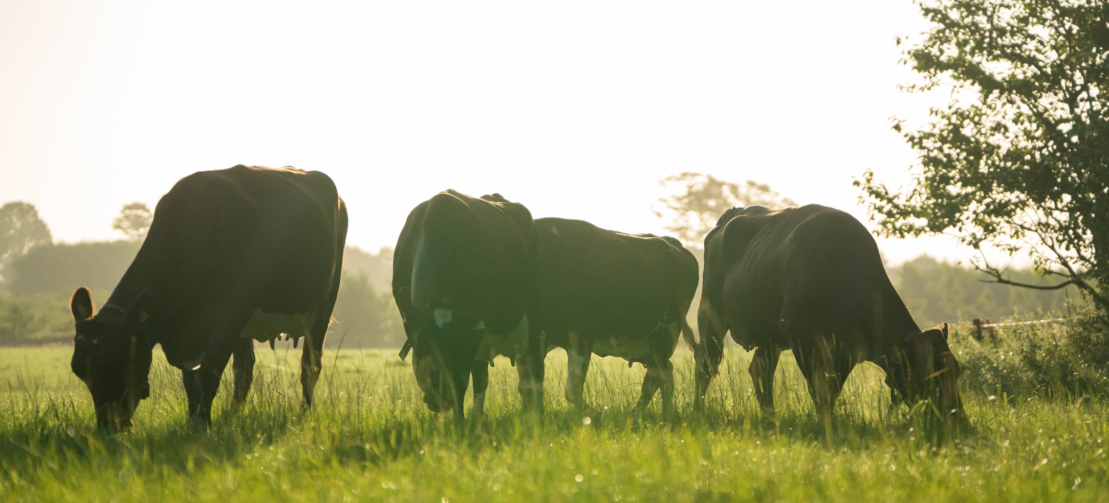 20 % Mindre Metan Gennem Avlen
