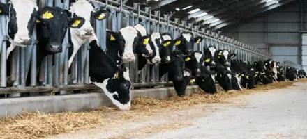 Holsteinkøer I Stalden