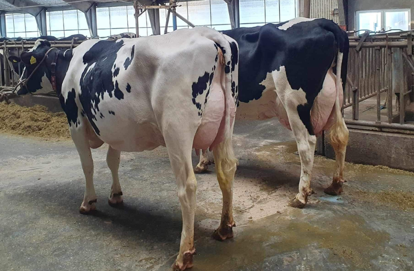 Cardspot (840X284 Px) (30)