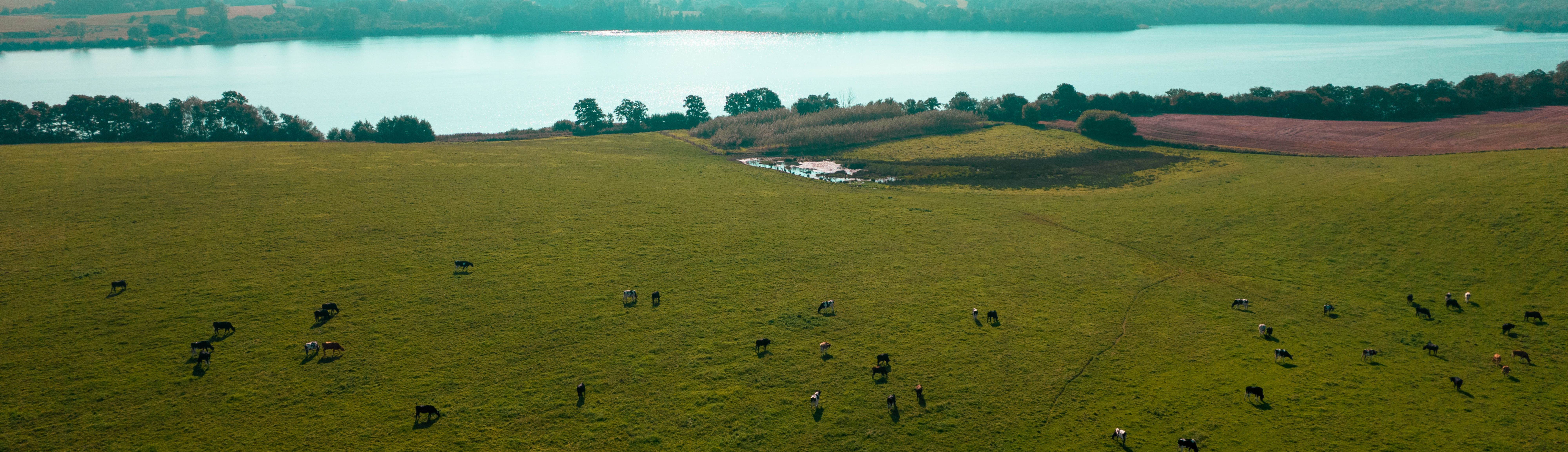 Køers metanproduktion kan reduceres gennem avlen