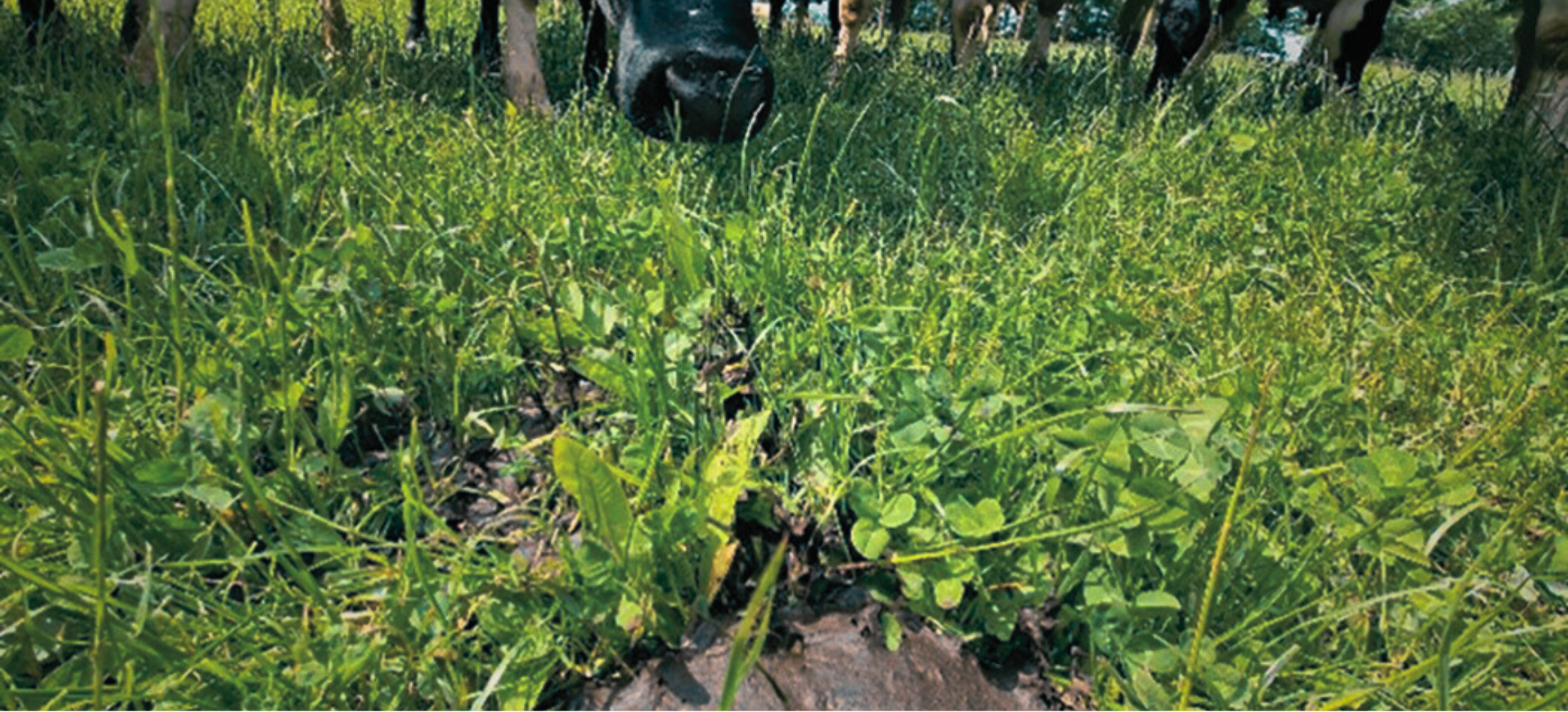 Billede Til Nyheder En Rigtig Møghistorie