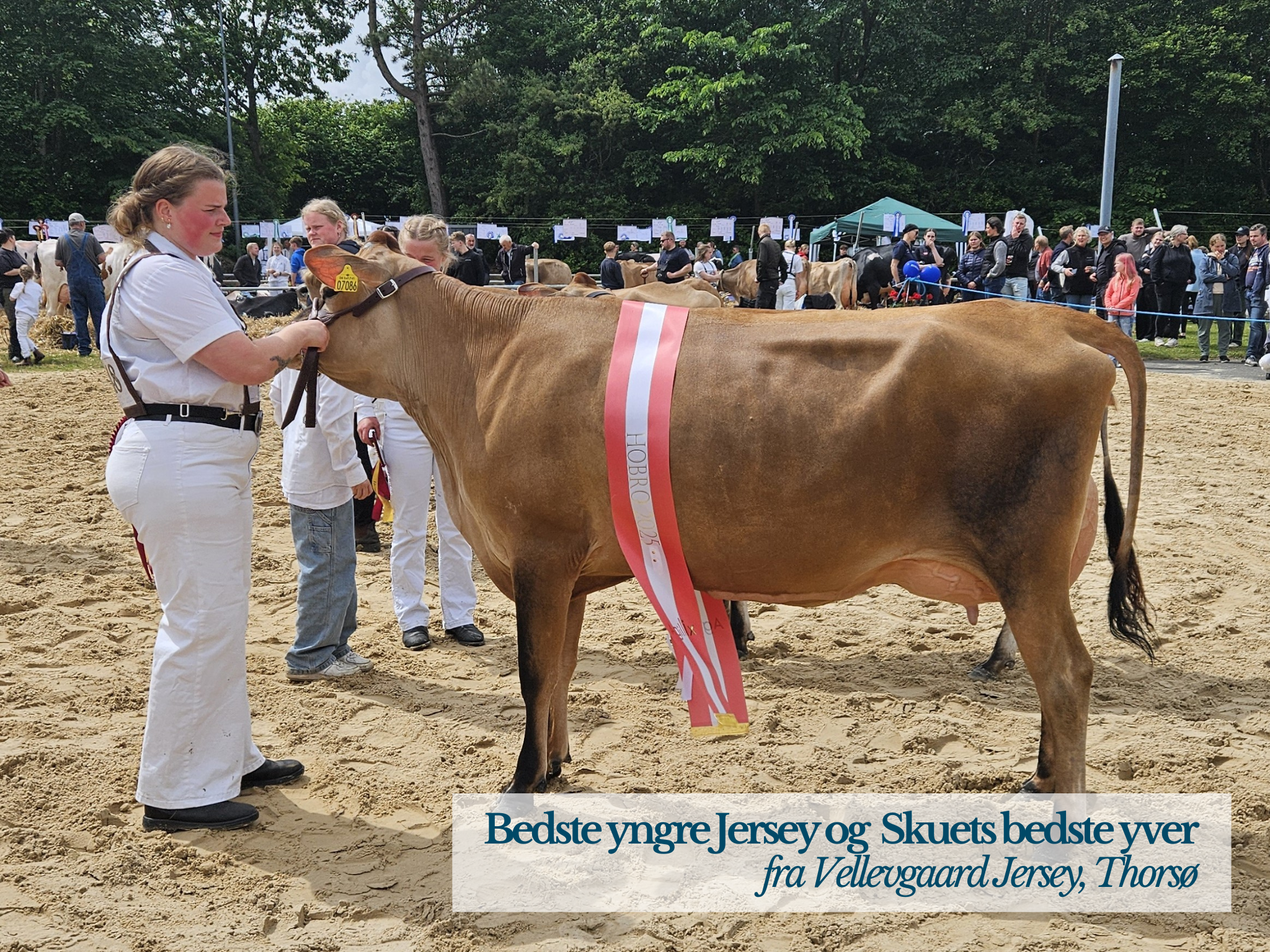 Beste Yngre Jersey Og Skuets Bedste Yver, Hobro Dyrskue