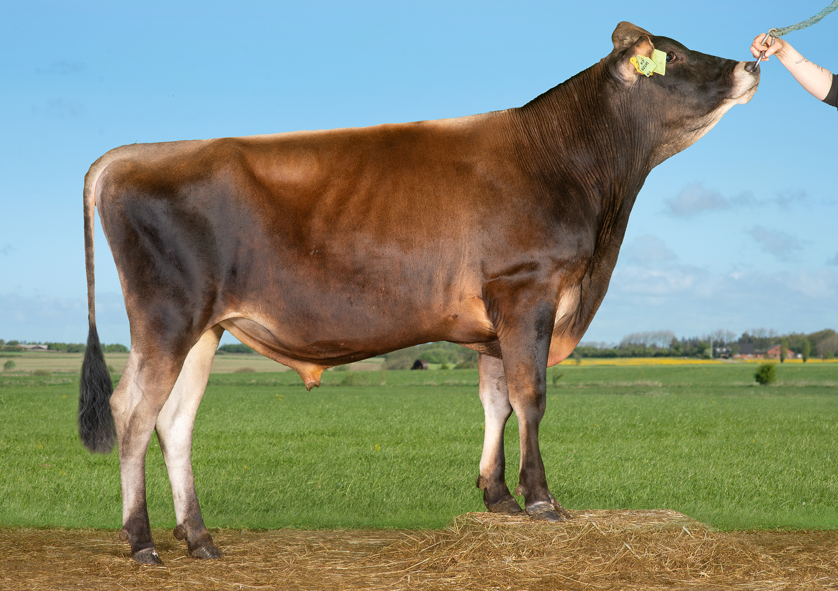 VJ Nicas (VJ Nibiru)