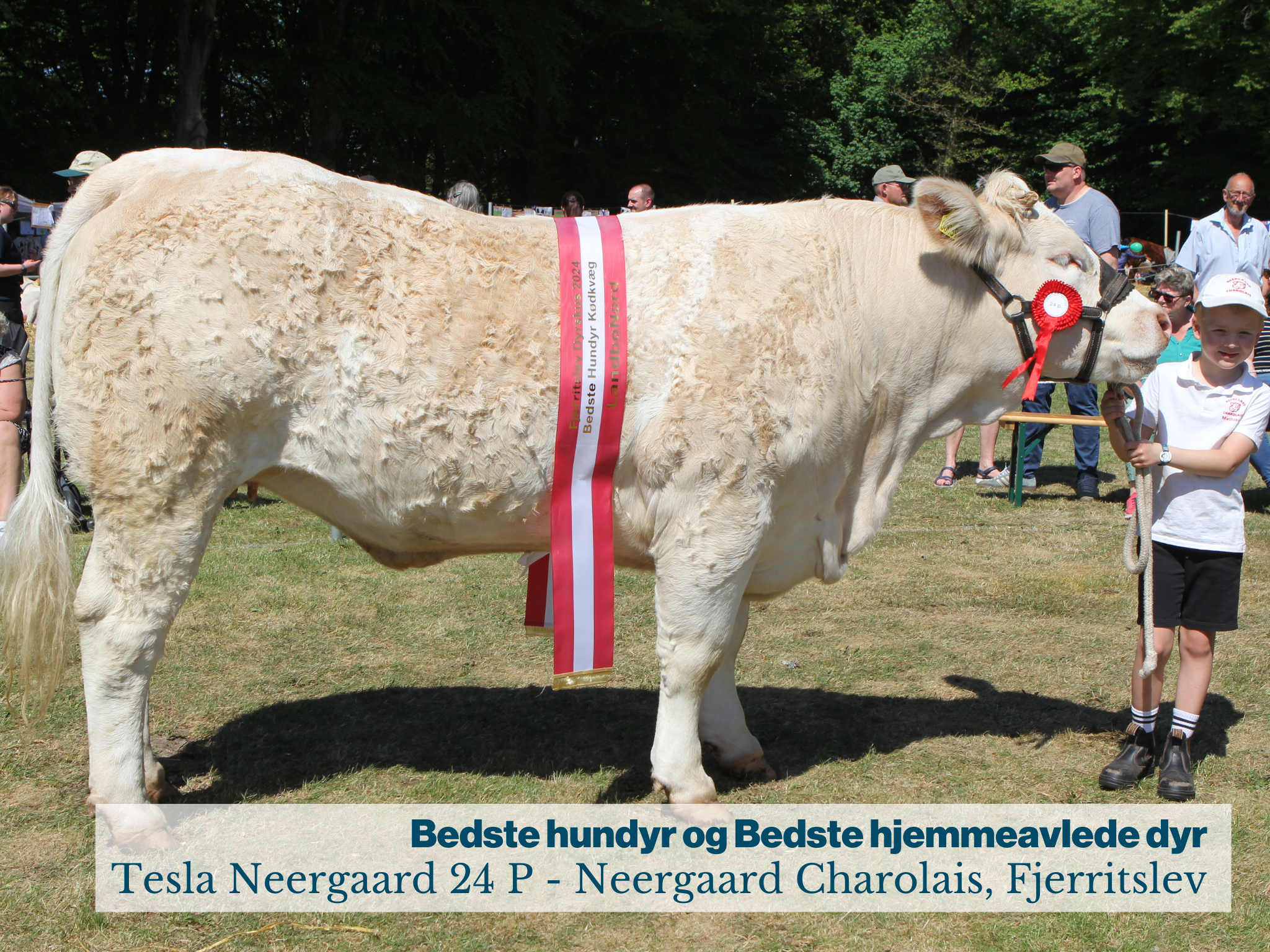 Fjerritslev Dyrskue Bedste Hundyr Og Bedste Hjemmeavlede Dyr