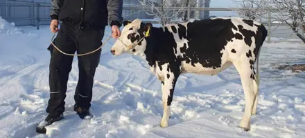 Højest Testede Kvie