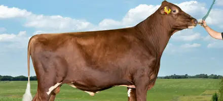 VR Hessu P 1