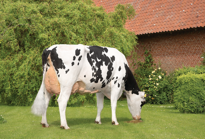 VH Ringo Daughter No 26089 6771 From Claus Fenger Odder