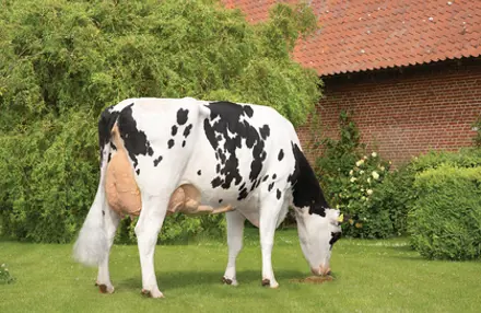 VH Ringo Daughter No 26089 6771 From Claus Fenger Odder