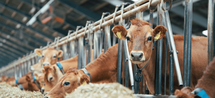 Jerseykøer, Der Spiser