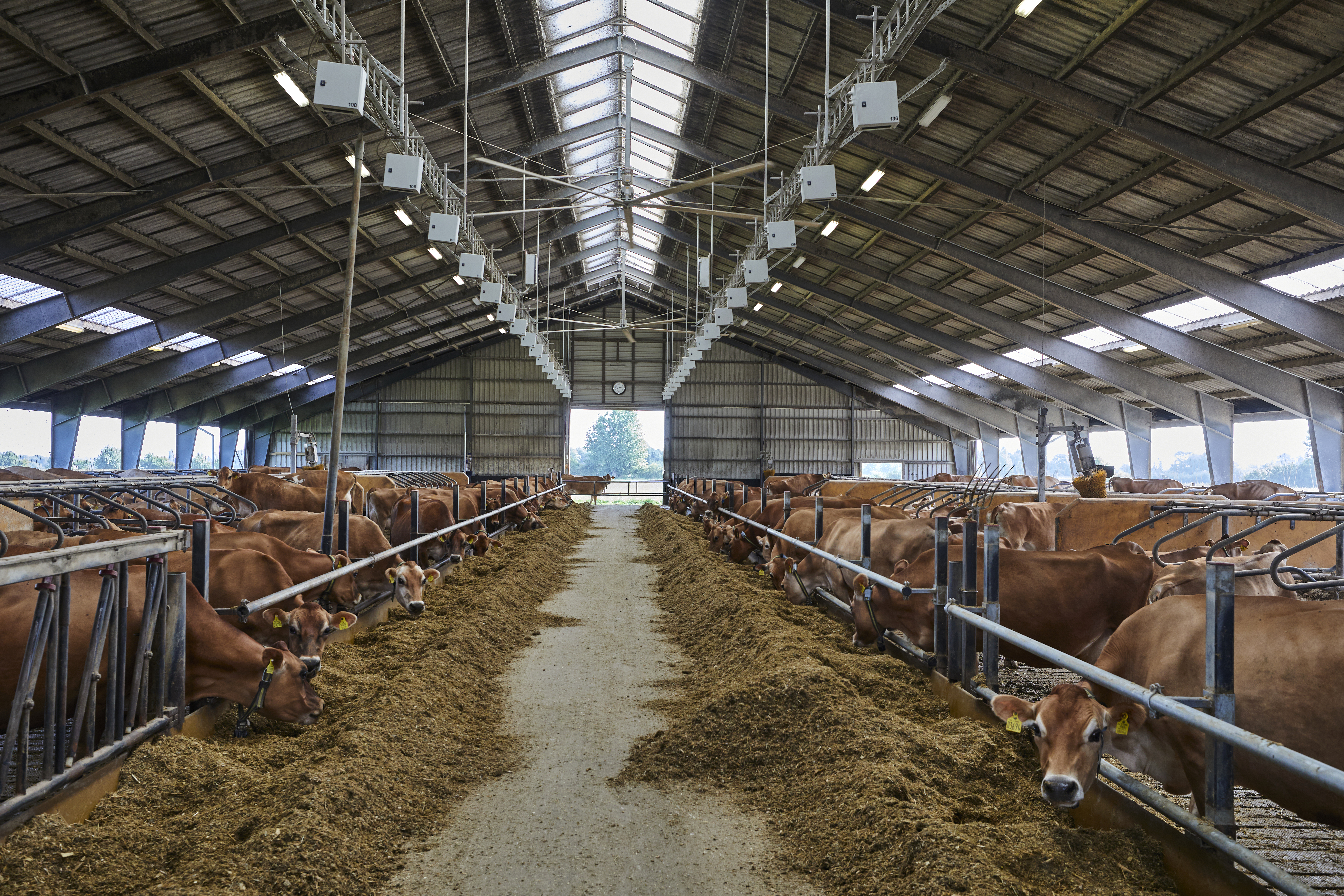 CFIT Saved Feed Jersey Farm Palle Bjerregaard, Ullerslev Fyn