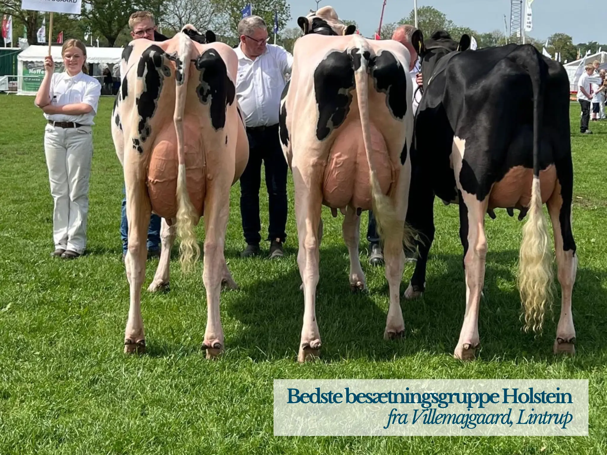 Bedste Besætningsgruppe Holstein På Det Sønderjyske Fællesdyrskue 2026