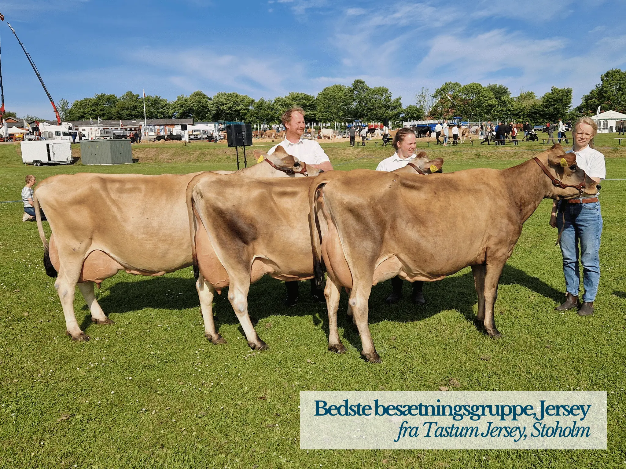 Bedste Besætninggruppe Jersey, Thy Mors Dyrskue 2025