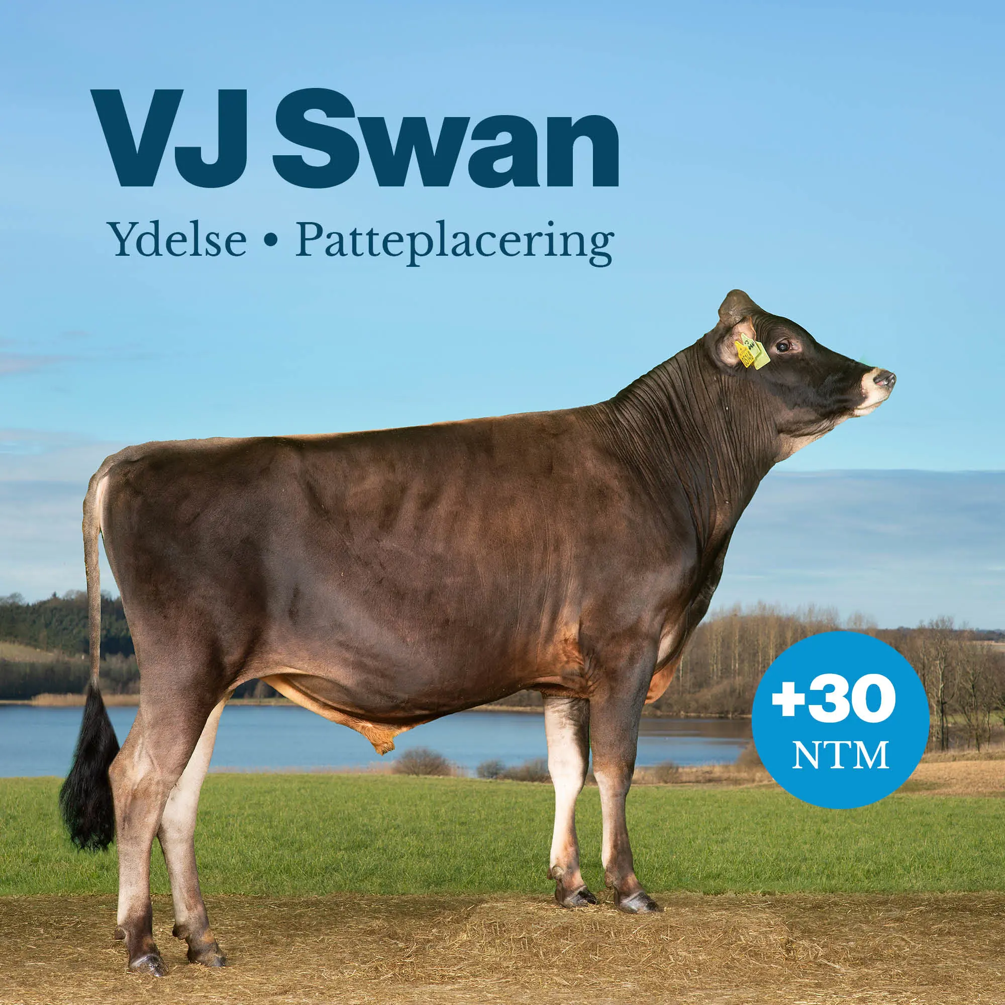 VJ Swan