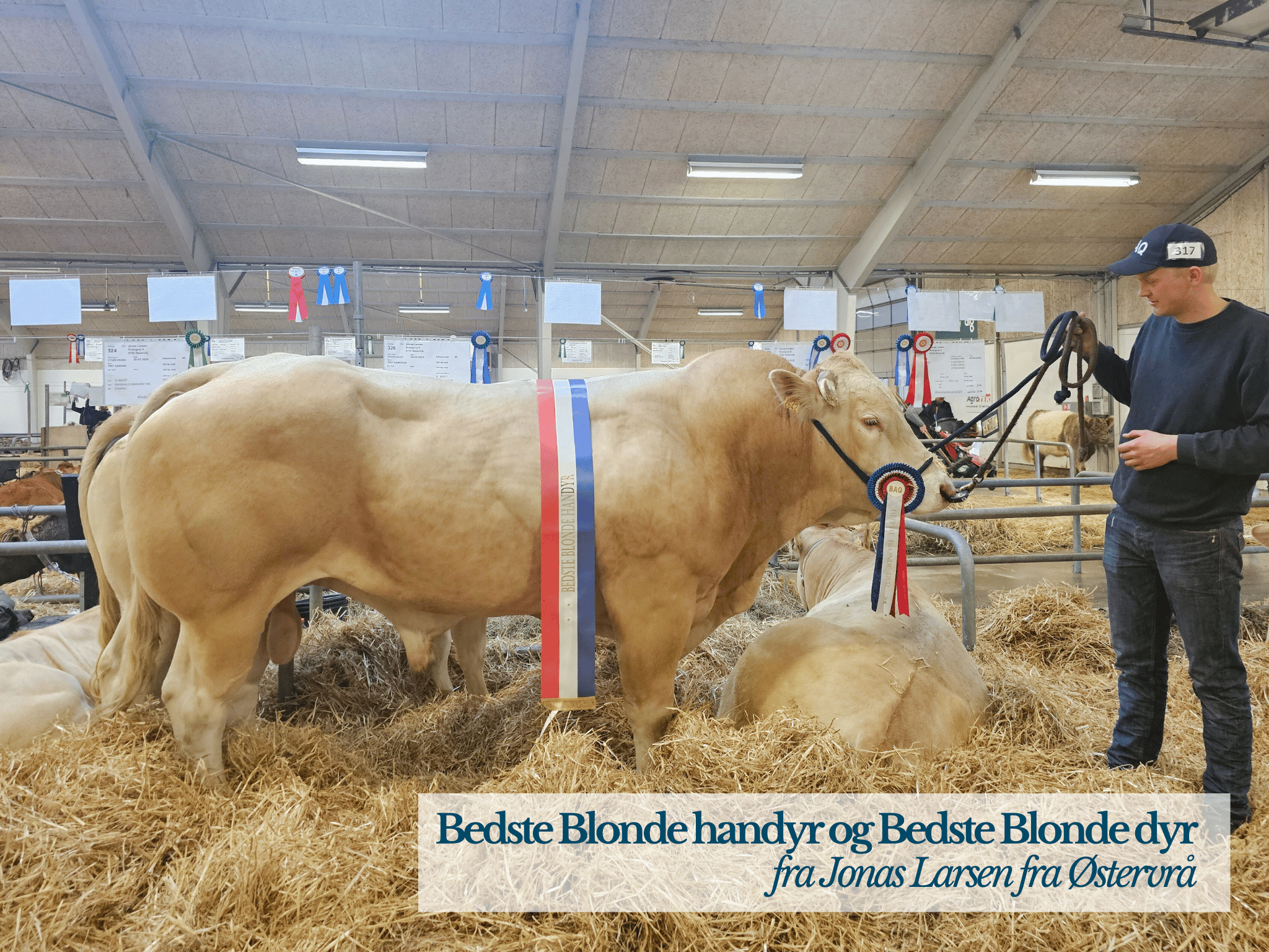 Bedste Blonde Handyr Og Blonde Dyr