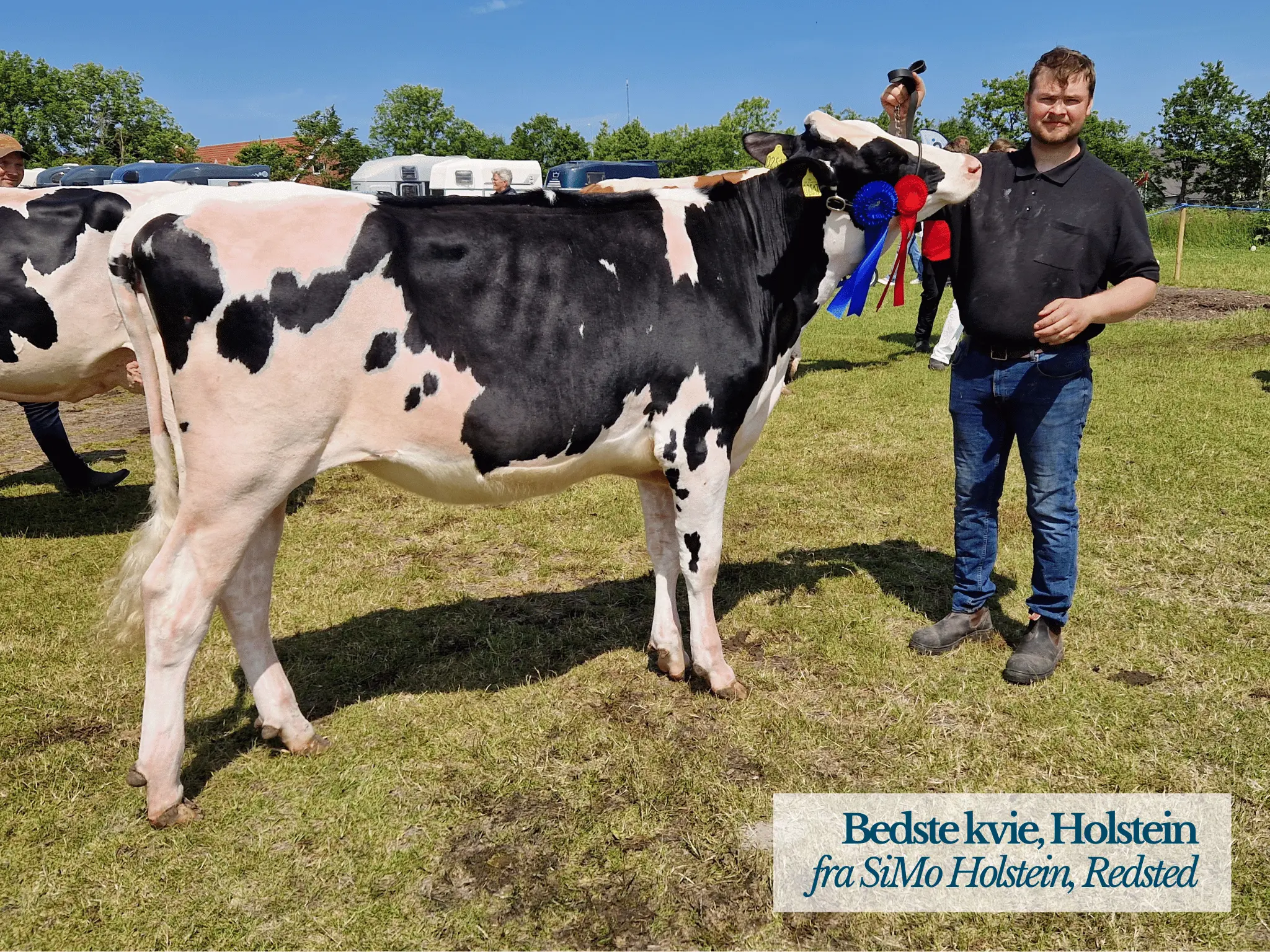 Bedste Kvie Holstein, Thy Mors Dyrskue 2025