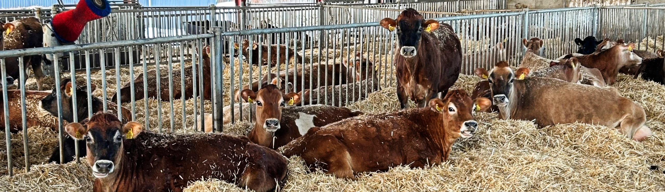 Goldkøer Og Kælvekvier I Velfærdsafdeling