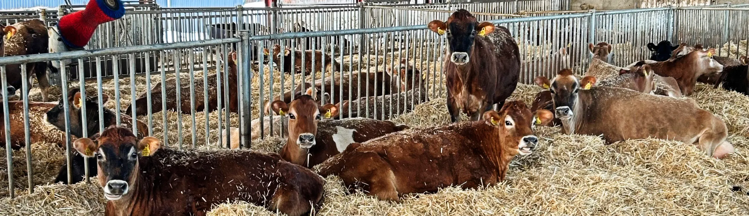 Goldkøer Og Kælvekvier I Velfærdsafdeling