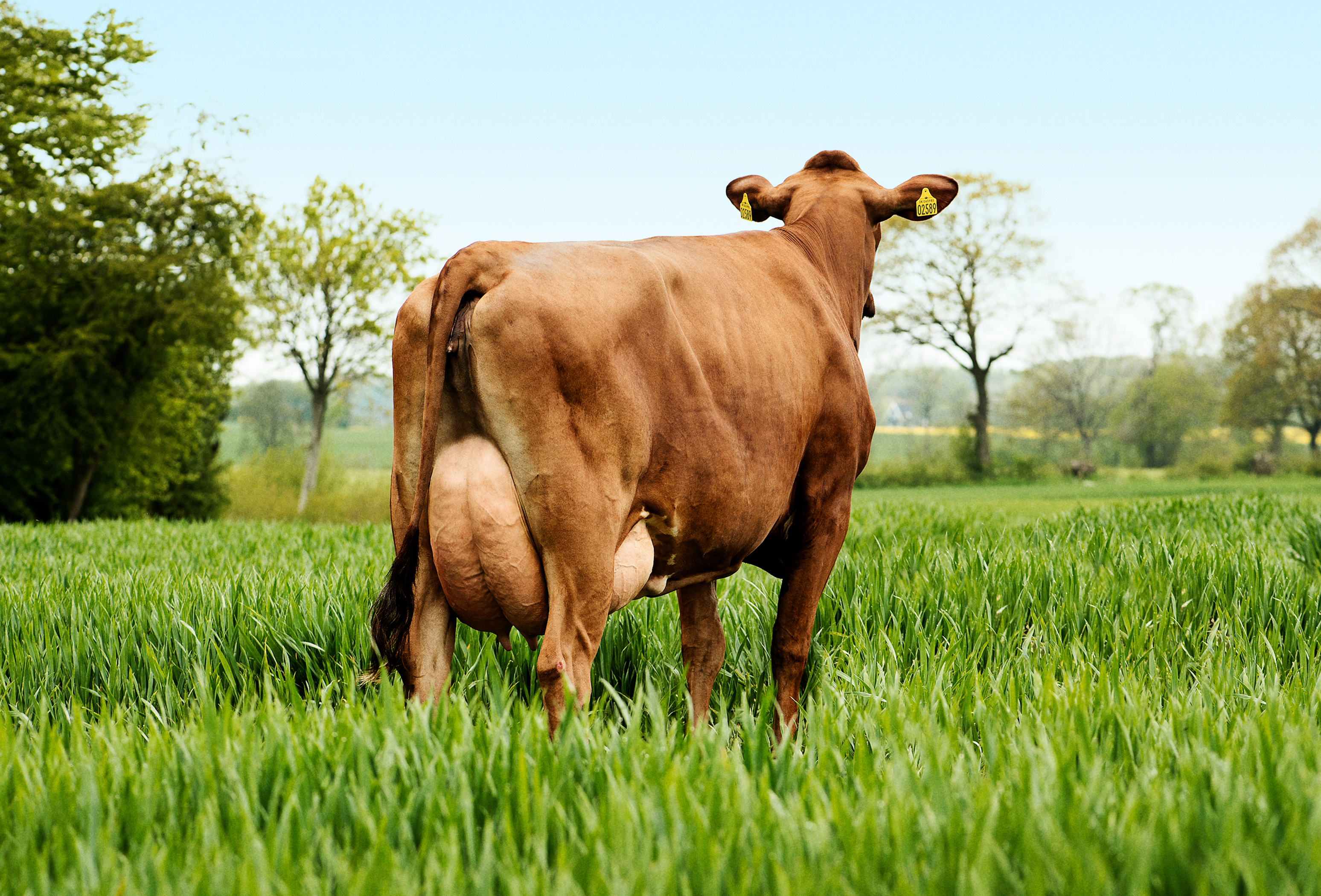 63985 2589 VR Tokyo Scenic Vn Srgb Web