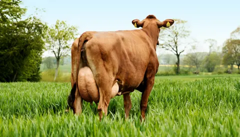 63985 2589 VR Tokyo Scenic Vn Srgb Web