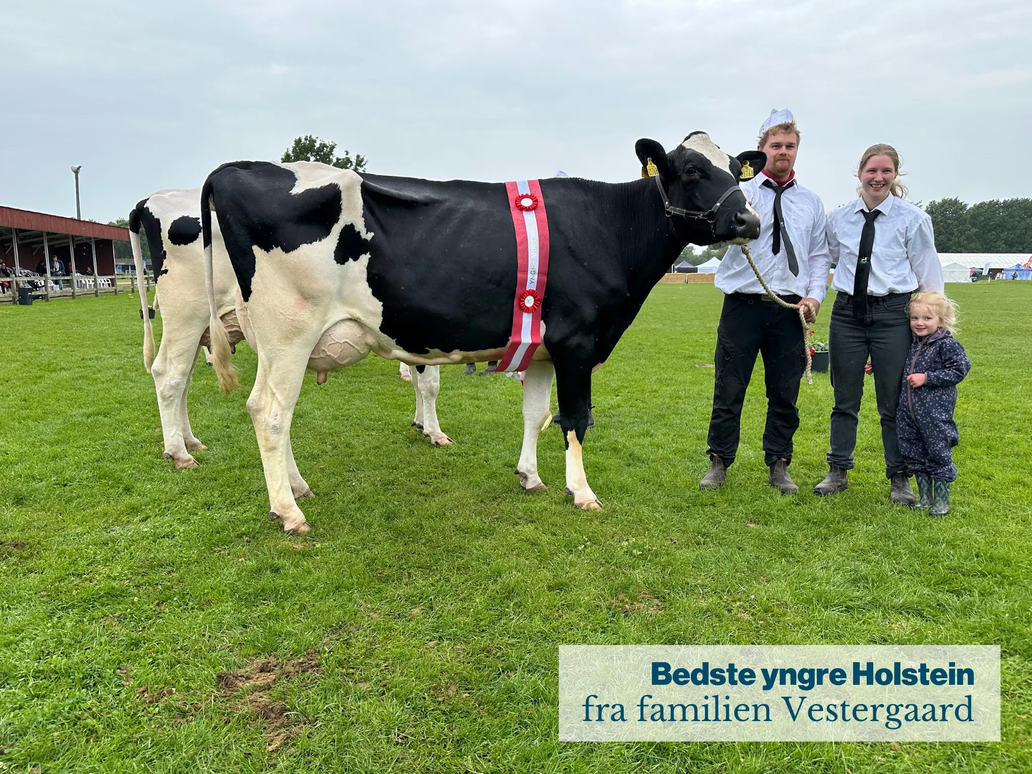Bedste Yngre Holstein Fra Familien Vestergaard