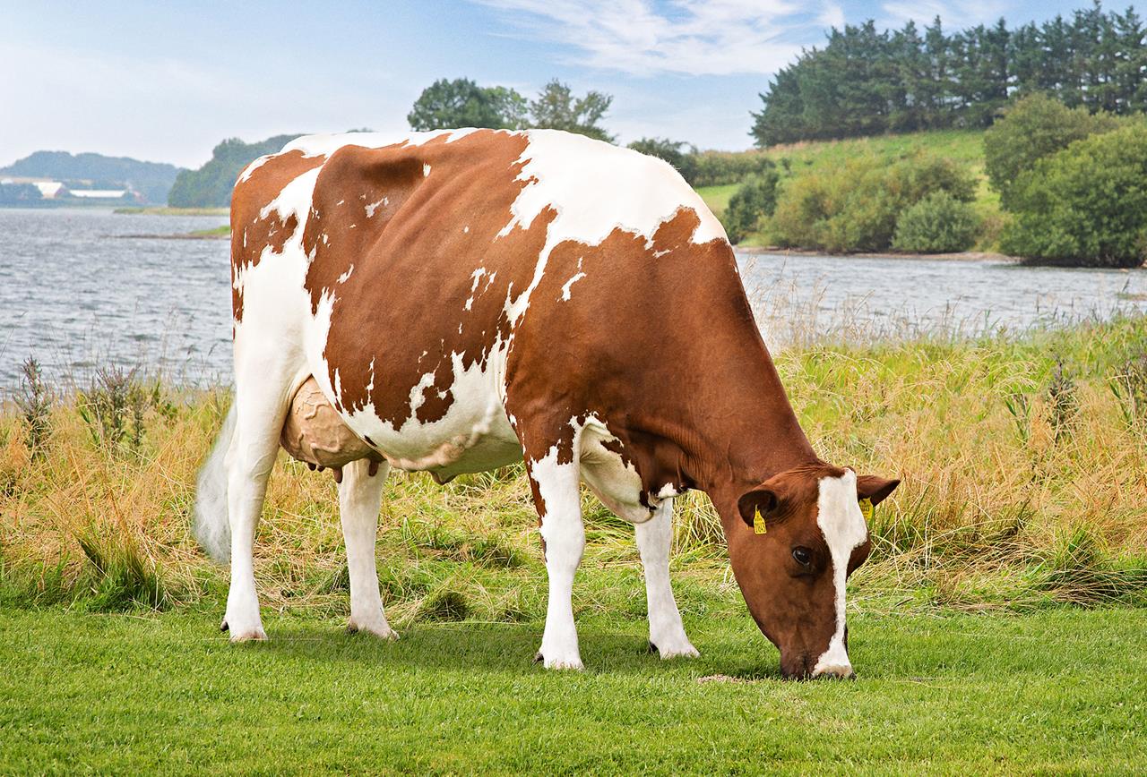 Kairo Daughter No 39707 1643 From Ginnerup Vestergu Rd Hurup Thy Scenic2 Srgb Web