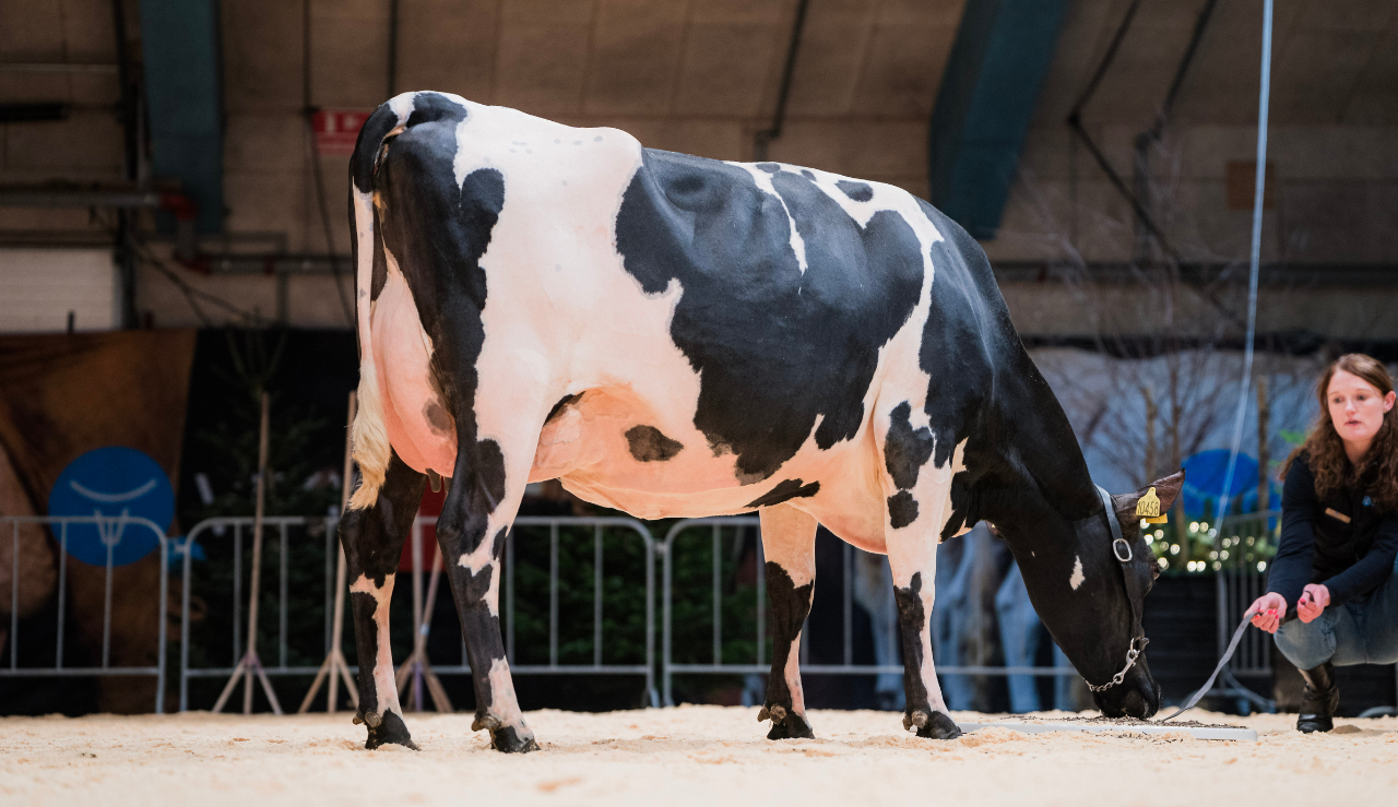 VH Brooklyn Datter (Golden Cross) Fra Lars Bo Larsen