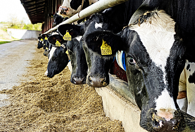 Landboungdom Img 3771 Srgb Web