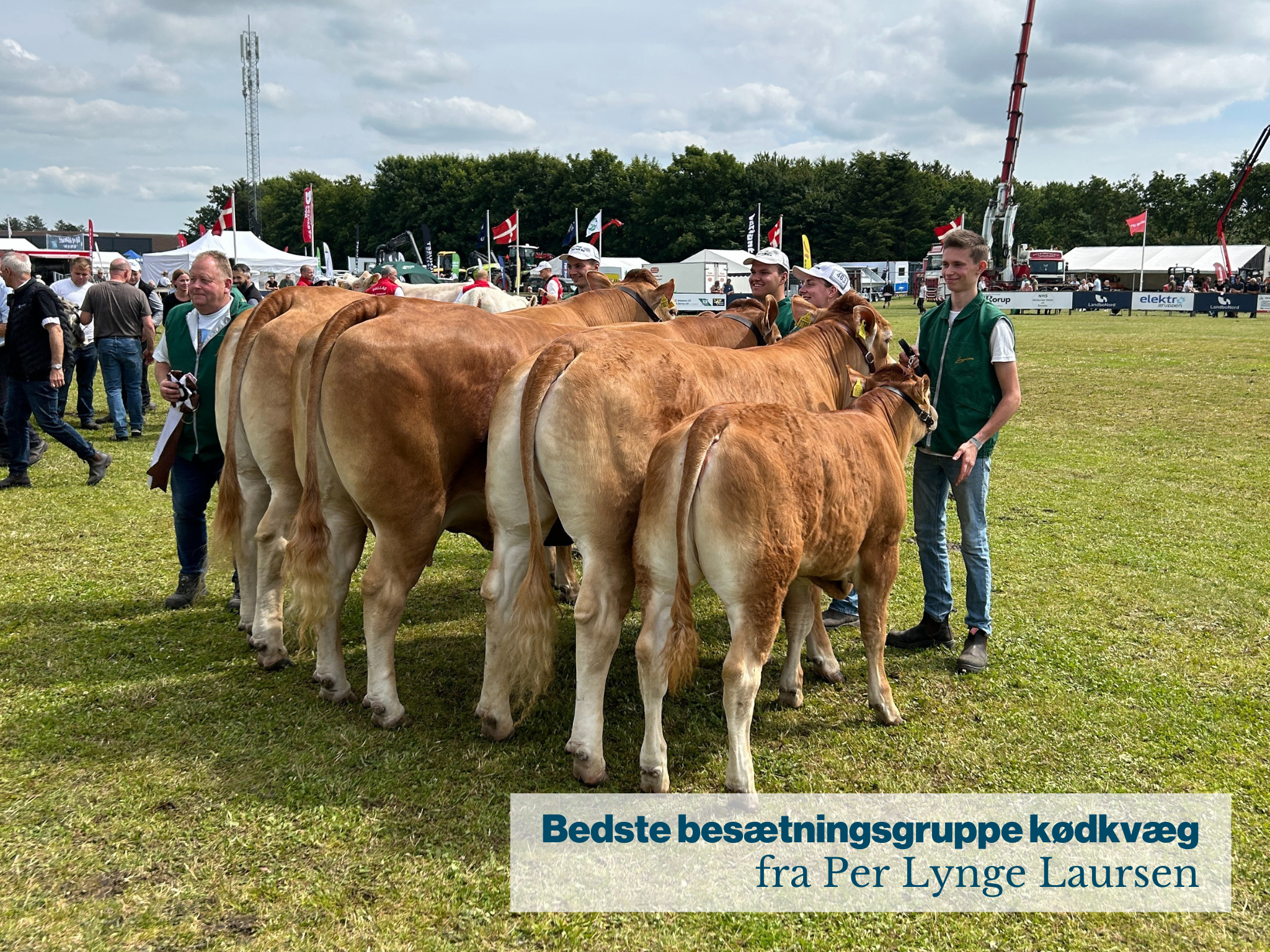 Bedste Besætningsgruppe Kødkvæg