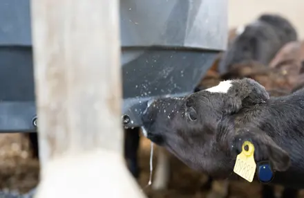 Kalv Med Sensehub Youngstock Eartag