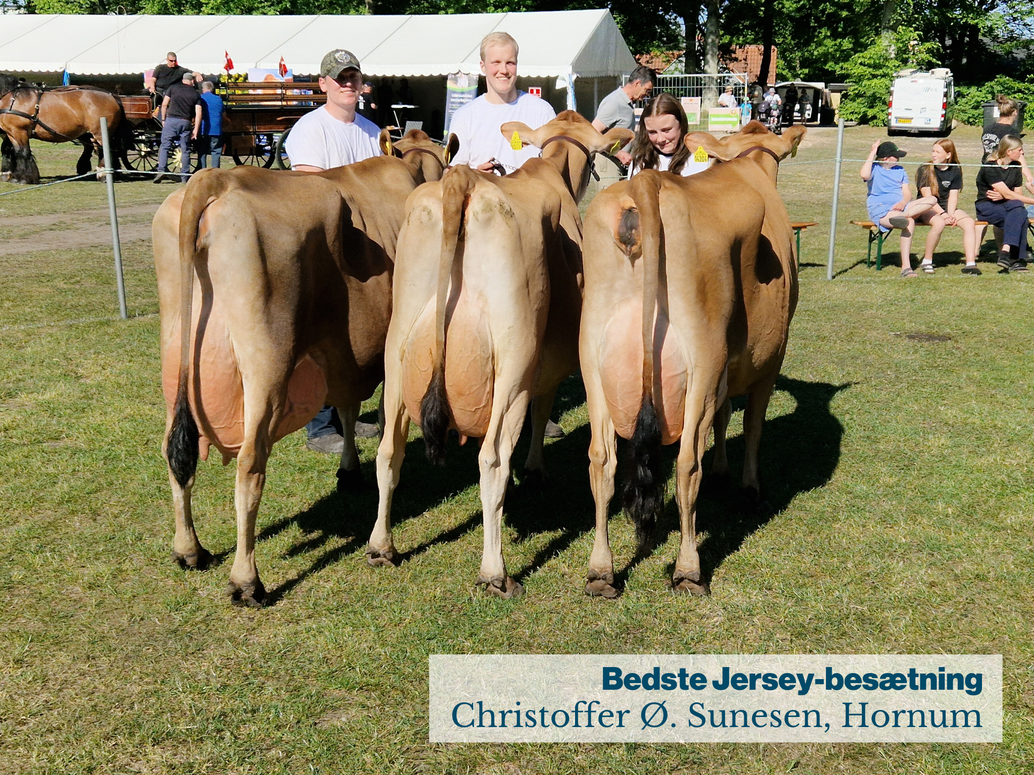 Fjerritslev Dyrskue Bedste Jersey Besætning