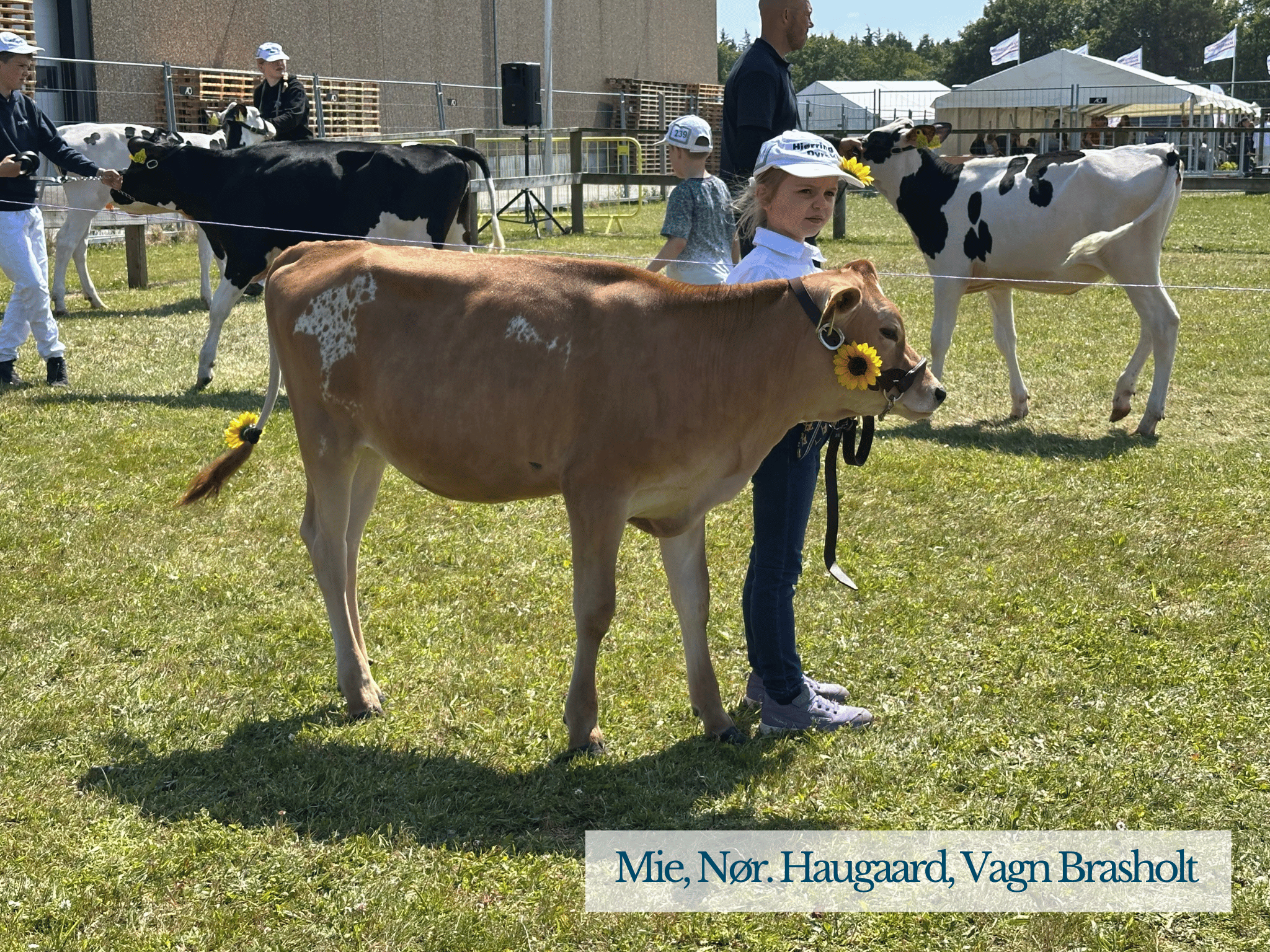 Stemningsbillede Mia, Hjørring Dyrskue