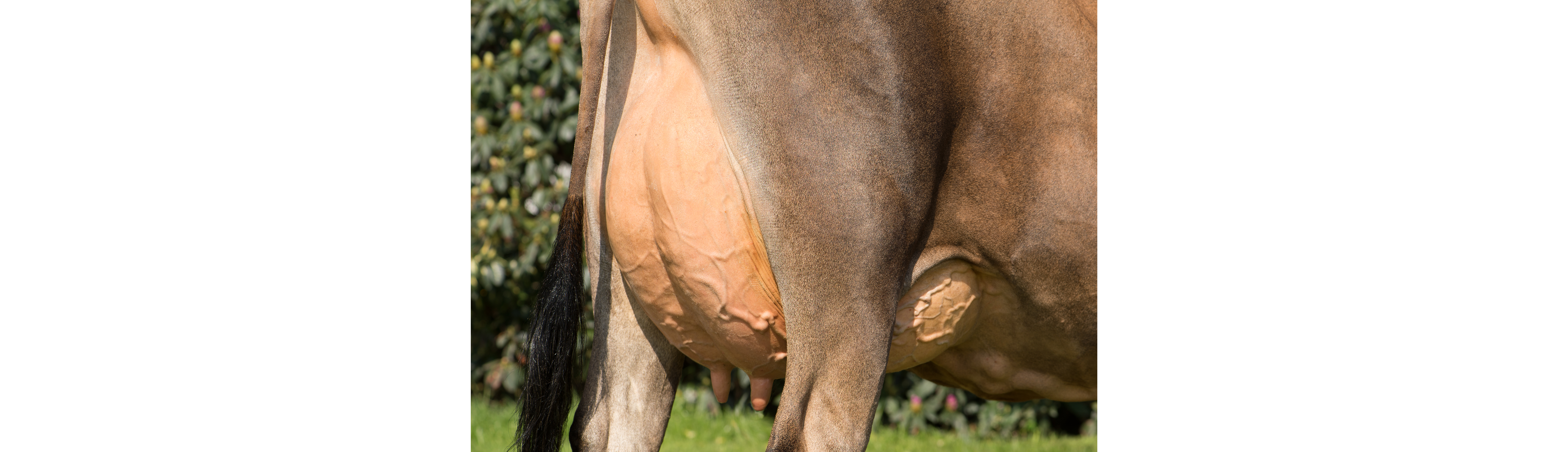 VJ Klov-datter. Mormor til VJ Happens og mor til ko 6778, der i femte laktation er blevet kåret til Danmarks mest fodereffektive Jerseyko.