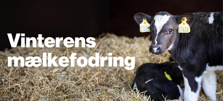 Vinteriens Mælkefodring